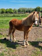 Welsh a ruin, Dieren en Toebehoren, Pony's, Ruin, 0 tot 2 jaar, A pony (tot 1.17m), Onbeleerd
