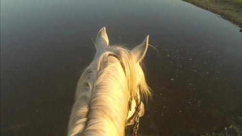 GEZOCHT: kleinschalige stalling paard, Dieren en Toebehoren, Stalling en Weidegang, Stalling, 1 paard of pony