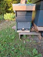 Bijenvolk te koop Apeldoorn , Buckfast, Dieren en Toebehoren, Insecten en Spinnen, Bijen