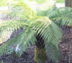 Boomvaren dicksonia te koop gevraagd, Tuin en Terras, Ophalen, Volle zon, Overige soorten