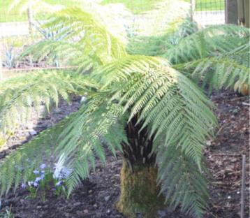 Boomvaren dicksonia te koop gevraagd beschikbaar voor biedingen
