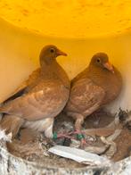 Kleur postduiven. Geel. 2025, Dieren en Toebehoren, Vogels | Duiven, Meerdere dieren, Postduif