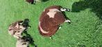 Te koop bonte rammen dekrammen, Dieren en Toebehoren, Mannelijk, Schaap, 0 tot 2 jaar