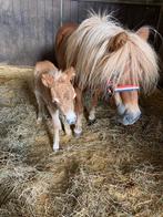 Shetland pony met veulentje, Dieren en Toebehoren, Pony's, Merrie, Met stamboom, Niet van toepassing, A pony (tot 1.17m)