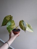 Alocasia Wentii Sunset Aurea Variegata, Ophalen of Verzenden, Overige soorten, Minder dan 100 cm