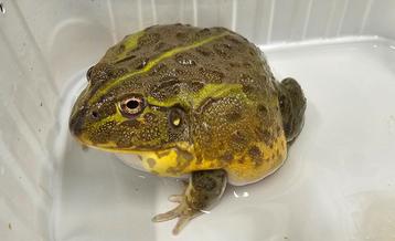 Bullfrogs / Pixycephalus adsperus  beschikbaar voor biedingen