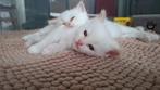 Ragdoll (3/4) x Siberische Boskat (1/4) kitten, Kater, Gechipt, 0 tot 2 jaar