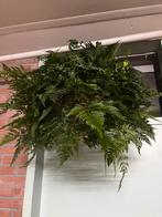 Humata tyermannii, Ophalen of Verzenden, Halfschaduw, Minder dan 100 cm