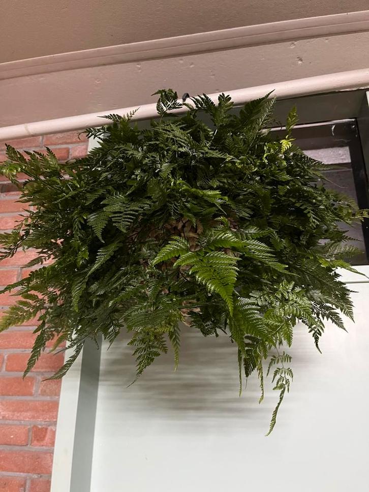 Humata tyermannii, Huis en Inrichting, Kamerplanten, Minder dan 100 cm, Halfschaduw, Ophalen of Verzenden