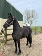 Veelbelovende 5 jarige Friese merrie, Dieren en Toebehoren, Paarden, Merrie, Recreatiepaard