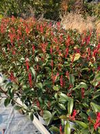 Photinia carre rouge (glansmispel), Tuin en Terras, Planten | Struiken en Hagen, Ophalen, 100 tot 250 cm
