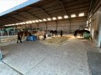 Stalling aangeboden voor ijslandse paarden, Dieren en Toebehoren, Stalling en Weidegang, Stalling