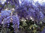 Blauwe regen, Wite regen, Roze regen, Wisteria 175 cm hoog, Ophalen, Vaste plant, Halfschaduw, Klimplanten