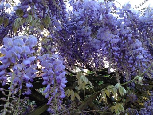 Blauwe regen, Wite regen, Roze regen, Wisteria 175 cm hoog, Tuin en Terras, Planten | Tuinplanten, Vaste plant, Klimplanten, Halfschaduw