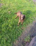 Lieve raszuivere labradors. Teef. Nog 1 beschikbaar, Dieren en Toebehoren, Honden | Retrievers, Spaniëls en Waterhonden, Teef