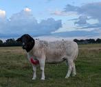 Dorper ram te koop, Dieren en Toebehoren, Schapen, Geiten en Varkens, Mannelijk, Schaap, 3 tot 5 jaar