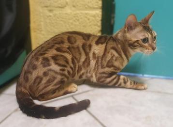 Sneeuwbengaal poes met stamboom 1 jaar oud  beschikbaar voor biedingen