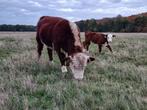 Hereford stier te koop, Dieren en Toebehoren, Runderen, Mannelijk, 0 tot 2 jaar