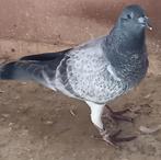 Postduif  pieper(schimmel)met bewijs, Dieren en Toebehoren, Vogels | Duiven, Geslacht onbekend, Postduif