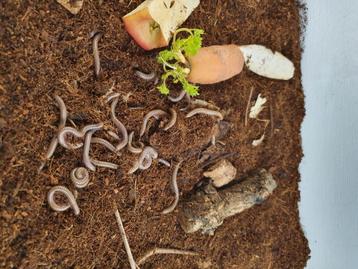 Telodeinopus Aoutii Afrikaanse olijf miljoenpoten beschikbaar voor biedingen