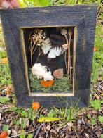 Opgezette Vlinders in Lijst - Curiosa, Huis en Inrichting, Minder dan 50 cm, Overige typen, Ophalen of Verzenden, Zo goed als nieuw