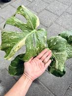 Monstera Thai Constellation Variegated, Huis en Inrichting, Kamerplanten, Ophalen of Verzenden, In pot, Halfschaduw, Minder dan 100 cm
