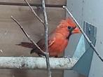 Rode kardinaal, Dieren en Toebehoren, Vogels | Overige Vogels, Mannelijk, Geringd