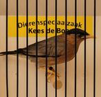 Pagode spreeuw man, Mannelijk, Tropenvogel