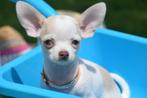 Chihuahua pups kort en langharig kleine taille, Dieren en Toebehoren, Honden | Chihuahua's en Gezelschapshonden, België, Rabiës (hondsdolheid)