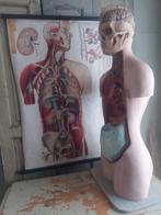 Oude medische torso & schoolkaart ca 1950, Ophalen