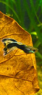 Raszuiver Yellow tail Tuxedo Guppen, Dieren en Toebehoren, Vis