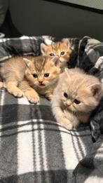 100% British Kort Haar Kitten (britse korthaar), Dieren en Toebehoren, Meerdere dieren, Met stamboom
