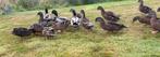 Eenden, Dieren en Toebehoren, Vogels | Overige Vogels, Meerdere dieren, Wildzangvogel