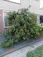 Aangeboden hazelaar boom, Ophalen, Halfschaduw, Overige soorten, 100 tot 250 cm