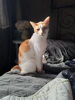 Eros 3jr. Zuid europees uiterlijk/cats/vriendelijke kroeler, Dieren en Toebehoren, Katten en Kittens | Overige Katten, Kater, Kortharig
