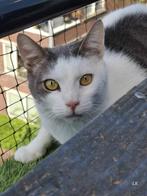 Ter adoptie: Benny (in de opvang in Rotterdam), Dieren en Toebehoren, Katten en Kittens | Overige Katten, Kater, Kortharig, 3 tot 5 jaar