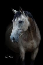 Te koop aangeboden alround merrie!, Dieren en Toebehoren, Paarden, Merrie, Springpaard, Gechipt, M