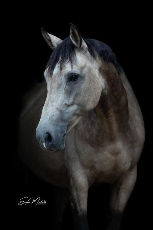 Te koop aangeboden alround merrie!, Dieren en Toebehoren, Paarden, Merrie, M, 160 tot 165 cm, 7 tot 10 jaar, Springpaard, Met stamboom
