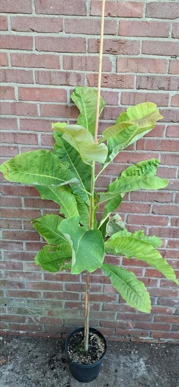 Magnolia macrophylla beschikbaar voor biedingen