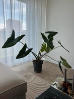 Alocasia Zebrina, Huis en Inrichting, Kamerplanten, 100 tot 150 cm, Ophalen of Verzenden, Halfschaduw, Groenteplant