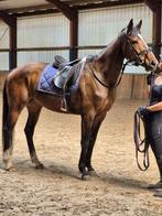 Lieve merrie te koop, Dieren en Toebehoren, Paarden, Merrie, 160 tot 165 cm, Gechipt, 7 tot 10 jaar