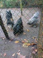 Trio Brahma's groot., Dieren en Toebehoren, Pluimvee