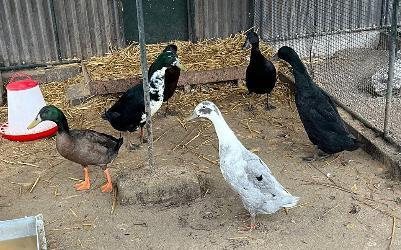 Loopeenden, Dieren en Toebehoren, Pluimvee, Eend, Meerdere dieren