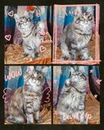 Maine coons met stamboom, Dieren en Toebehoren, Katten en Kittens | Raskatten | Langhaar, Meerdere dieren, Gechipt, 0 tot 2 jaar