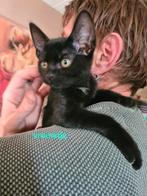4lieve kittens opzoek naar mandje foto1en4  gereserveerd, Dieren en Toebehoren, Meerdere dieren