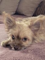 Mini Maltipoo teefje te koop(deze hondje verhaart niet), Dieren en Toebehoren, België, Particulier, Rabiës (hondsdolheid), Overige rassen