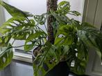 Monstera Laniata plant/stekjes, Ophalen of Verzenden, Overige soorten, Minder dan 100 cm