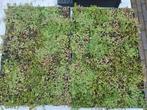 sedum, Ophalen of Verzenden, Nieuw, 20 m² of meer