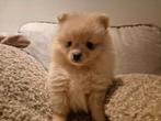 Super mooie Pomeriaan pup teefje zoekt gouden huisje, Dieren en Toebehoren, Overige rassen, CDV (hondenziekte), 8 tot 15 weken