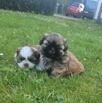 Shih-Tzu/Maltezer  reutjes (Boomer), Dieren en Toebehoren, CDV (hondenziekte), Nederland, 8 tot 15 weken, Meerdere